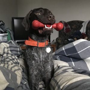 Meet your Posher, Alex